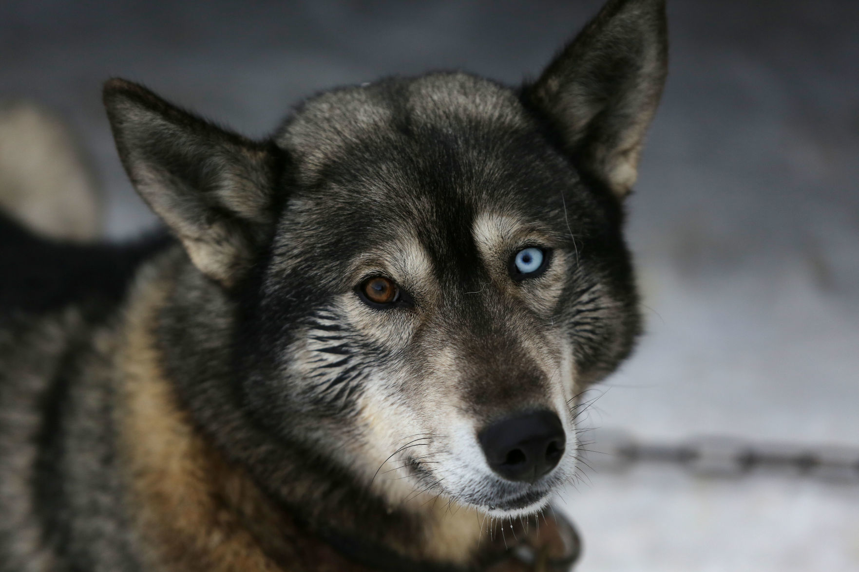 Sled Dog Race